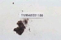 藏品(厚葉苔)的圖片